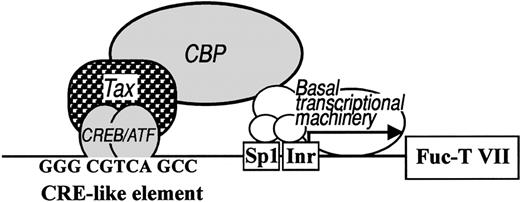 Fig. 8. Model depicting a suggested mechanism by which Tax could increase the cooperative effect of CBP on the Fuc-T VII CRE-like element. / CREB/ATF refers to CREB/ATF transcription factor(s). Tax, in association with CREB/ATF and the CRE-like element, creates a binding site that anchors CBP/P300 to the promoter. The initiator consensus sequence (Inr) is described in “Results” and in Figure1.