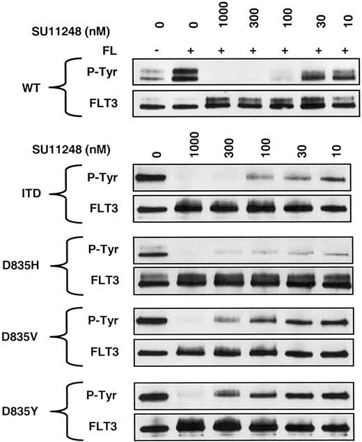 Fig. 2. SU11248 inhibits phosphorylation of FLT3-Asp835. / CHO cells were transiently transfected with DNA encoding wild-type (top) or mutant (bottom) FLT3 and incubated with SU11248 at indicated concentrations for one hour. Following treatment, CHO cells transfected with FLT3-WT were stimulated with FL (100 ng/mL) for 10 minutes. Lysates were prepared and immunoprecipitated with an anti-FLT3 antibody. Following transfer to nitrocellulose, blots were initially probed with an antiphosphotyrosine antibody and subsequently stripped and reprobed with an anti-FLT3 antibody.