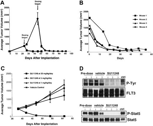 Fig. 4. SU11248 exhibited dose-dependent efficacy and regressed large established subcutaneous FLT3-ITD tumors when administered at 40 and 20 mg/kg/d in athymic mice. / Daily oral administration of (A) SU11248 at 40 mg/kg/d or (C) a dose response of 20, 5, and 1 mg/kg/d was initiated when MV4;11 tumors reached an average of 400 mm3 volume. (A) Additionally, SU11248 (▪) was administered to mice bearing large tumors (2000 mm3) from the original vehicle-treated control group (●). (B) In mice with fully regressed tumors, dosing of SU11248 at 40 mg/kg/d was ceased and tumor regrowth occurred in some animals. When tumor volume exceeded 1000 mm3, SU11248 administration at 40 mg/kg/d recommenced to evaluate any alteration in sensitivity to the compound (4 mice). Tumor volume was measured on the indicated days, with the mean tumor volume ± SEM indicated for each group, each of which consisted of 10 mice (excluding panel B). (D) Athymic mice bearing established MV4;11 tumor xenografts were given a single oral dose of SU11248 (40 mg/kg) or citrate buffer vehicle; predose animals received no treatment. FLT3 (top panel) or Stat5 (bottom panel) were immunoprecipitated from tumor lysates, and Western blots were probed for phosphotyrosine or phospho-Stat5, respectively. Blots were reprobed for total FLT3 or Stat5. Each lane represents a separate animal. Lane labeled “ctrl” is positive control cell lysate for FLT3 immunoprecipitation.