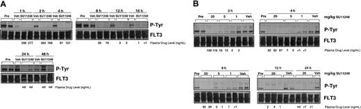 Fig. 5. Inhibition of FLT3-ITD phosphorylation by SU11248 is time- and dose-dependent. / (A) Athymic mice carrying established MV4;11 tumor xenografts were given a single oral dose of SU11248 (20 mg/kg) or citrate buffer vehicle; predose animals received no treatment. Tumors were harvested at the indicated times, and FLT3 was analyzed by IP/W for phosphotyrosine, followed by total FLT3. Each lane represents a separate animal, and plasma drug concentrations are indicated below for each. ND indicates not detectable. (B) Experiment performed as in panel A except that mice received SU11248 at either 20, 5, or 1 mg/kg for the indicated times.