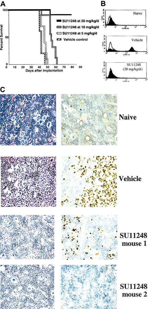 Fig. 6. SU11248 demonstrated a dose-dependent increase in survival in a FLT3-ITD (MV4;11) bone marrow engraftment model. / (A) Kaplan-Meier plot of survival. At 3 weeks after intravenous MV4;11 cell implantation in cyclophosphamide-pretreated NOD-SCID mice, daily oral administration of SU11248 at 20, 10, or 5 mg/kg/d, or vehicle, was initiated and continued through the end of the experiment (10 mice per group). Mice exhibiting hind limb paralysis or signs of moribundity were humanely killed. (B) Bone marrow was collected for flow cytometric analysis of human CD45 expression as a marker for MV4;11 cells from naive controls and MV4;11-inoculated mice treated with vehicle or SU11248 (20 mg/kg/d). (C) Paraffin sections of bone marrow from vehicle-treated mice and SU11248-treated mice (20 mg/kg/d) were stained with H&E (left panels) or Ki67 (right panels). Representative results are shown.