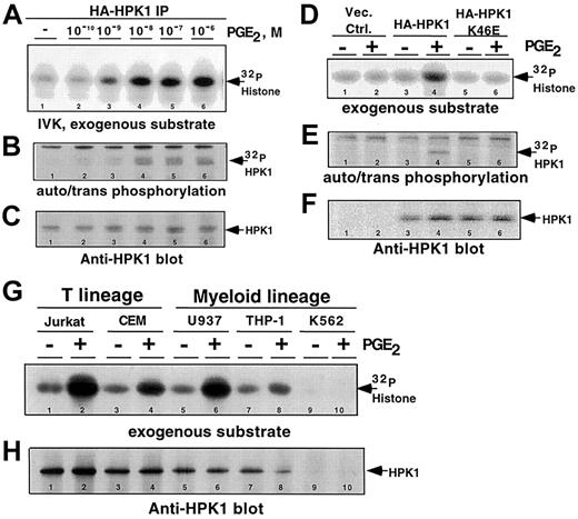 Fig. 1. Physiological concentrations of PGE2-induced HPK1 kinase activity. / HA-HPK1 was immunoprecipitated from lysates derived from Jurkat T cells transfected with HA-HPK1. Cells were exposed to varying concentrations of PGE2 for 2 minutes at 37°C prior to lysis and immunoprecipitation. In vitro immune complex HPK1 kinase assays (IVK) were performed in the presence of exogenous substrate, 5 μg histone H2A. (A) 32P-incorporated histone H2A. (B)32P-incorporated auto-transphosphorylated HA-HPK1. (C) Western blot of immunoprecipitated HPK1 from panel B, using the anti-HPK1 no. 7 antibody. (D) In vitro immune complex HPK1 kinase assays were performed on lysates of PGE2-stimulated (10 nM) transfectants expressing wild-type or a catalytically inactive mutant (K46E) of HPK1. The autoradiographic bands depict32P-incorporated histone H2A. (E)32P-incorporated autophosphorylated/transphosphorylated wild-type and (K46E) mutant HPK1. (F) Western blot of immunoprecipitated HPK1 from panel E, using the anti-HPK1 no. 7 antibody. (G) In vitro immune complex kinase assays performed with endogenous HPK1 immunoprecipitated from nontreated cells or from cells treated with 10 nM PGE2. (H) Western blot of immunoprecipitated HPK1 from panel G, using the anti-HPK1 no. 7 antibody. Lane numbers are indicated at the bottom of all lanes. Data in all figures are representative of at least 3 independent experiments.