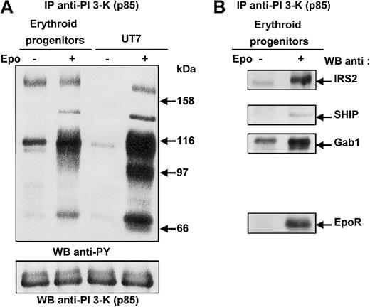 Fig. 1. Phosphorylated proteins associated with PI 3-kinase in human erythroid progenitors and in UT7 cells stimulated with Epo. / (A) Anti-p85 immunoprecipitates were prepared from 20 × 106 human erythroid progenitors or 15 × 106 UT7 cells stimulated for 10 minutes with 10 U/mL Epo, and analyzed by Western blot with the use of antiphosphotyrosine antibodies (anti-PY). The blot was stripped and reprobed with anti-p85 antibodies. (B) The blot was reprobed with anti-IRS2, anti-SHIP, anti-Gab1 and anti-EpoR, successively.