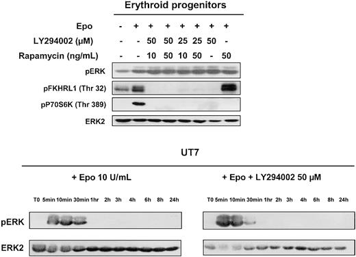 Fig. 3. Effect of PI 3-kinase inhibition on MAP-kinase activation. / MAP-kinase activation observed in human erythroid progenitors and UT7 cells stimulated with Epo is independent of PI 3-kinase activation. Lysates were prepared from human erythroid progenitors stimulated 10 minutes with Epo at 10 U/mL, without or with LY294002 or rapamycin or both compounds, and analyzed by Western blot with the use of anti-pERK, anti-pFKHRL1, anti-p70S6K, and anti-ERK2 antibodies. Lysates obtained from UT7 cells stimulated at various times in the presence or absence of LY294002 at 50 μm were analyzed for MAPK activation with the use of an anti-pERK antibody. The blots were stripped and reprobed with an anti-ERK2 antibody.