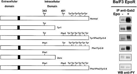 Fig. 4. Phosphorylation of Gab2 protein requires either tyrosine 343 or tyrosine 401 of the EpoR. / Ba/F3 cells expressing either wild-type EpoR or mutants of the EpoR (Tyr1, Tyr1-Phe2-Tyr3-8, Phe1-Tyr2-8, Zero, Phe1-Phe2-Tyr3-8) were stimulated with Epo at 10 U/mL for 10 minutes. Lysates from 15 × 106 cells were immunoprecipitated with anti-Gab2 antibodies and analyzed by Western blot with the use of antiphosphotyrosine antibodies (anti-PY).