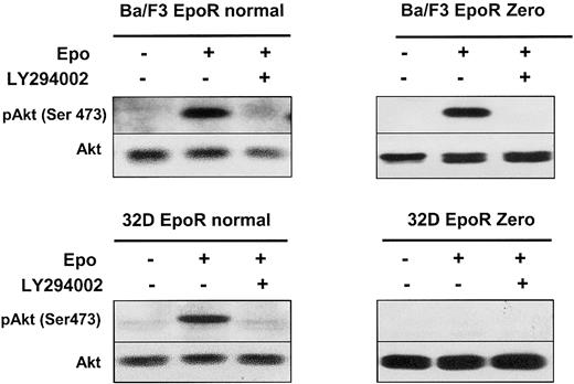 Fig. 5. An EpoR without tyrosine residues activates the PI 3-kinase/Akt pathway through IRS2. / Lysates from Ba/F3 or 32D cells expressing either a normal EpoR or a mutant EpoR Zero, stimulated with Epo at 10 U/mL for 10 minutes, in the presence or absence of LY294002 at 50 μM, were analyzed by Western blot with anti-pAkt (Ser473) and anti-Akt antibodies.