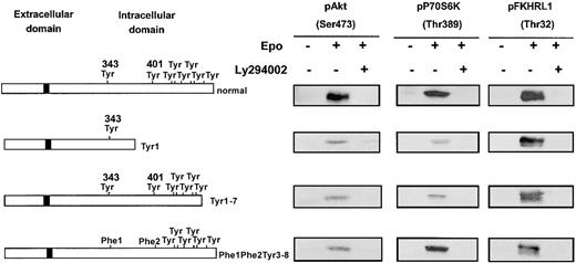Fig. 6. Independence of mechanisms of PI 3-K activation in response to Epo stimulation. / All mechanisms of PI 3-K activation in response to Epo stimulation are independently able to activate the PI 3-K/Akt/FKHRL1 and mTOR/P70S6K pathways. Lysates from 32D cells expressing either a normal EpoR or a mutant form of the receptor (EpoR Tyr1, Tyr1-7, Phe1-Phe2-Tyr3-8), stimulated with Epo at 10 U/mL for 10 minutes, in the absence or presence of LY294002 at 50 μM, were analyzed by Western blot with anti-pAkt (Ser473), anti-pP70S6K (Thr389), and anti-FKHRL1 (Thr32) antibodies.