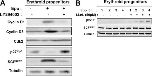 Fig. 9. Mechanism of PI 3-kinase regulation by p27Kip1 protein expression in human erythroid progenitors. / In human erythroid progenitors, PI 3-kinase regulates p27Kip1 protein expression via proteasome degradation by the E3 ligase SCFSKP2. (A) D7 + 1 human erythroid progenitors were cultured in serum-free medium for 24 hours in the absence or presence of 2 U/mL Epo and in the absence or presence of LY294002 at 50 μM. Lysates were prepared and analyzed by Western blot with the use of anti–cyclin D1, anti–cyclin D3, anti-Cdk2, anti-p27Kip1, anti-SCFSKP2, and antitubulin antibodies. (B) D7 + 1 progenitors were cultured in the presence of 2 U/mL Epo without or with LLnL at 50 μM. Cell lysates were analyzed at indicated times with anti-p27Kip1, anti-SCFSKP2, and antitubulin antibodies.