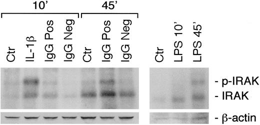 Fig. 3. Time kinetics of IRAK phosphorylation induced by different agonists. / Medium alone (Ctr), IL-1β (1 U/mL), polyclonal anti–β2-GPI IgG (IgG Pos; 200 μg/mL), NHS IgG (IgG Neg; 200 μg/mL), and LPS (10 ng/mL) were used. To evidence equal loading of the lanes, in control experiments one tenth of each supernatant after IRAK immunoprecipitation was run on an SDS-PAGE gel and blotted against β-actin (lower panel).