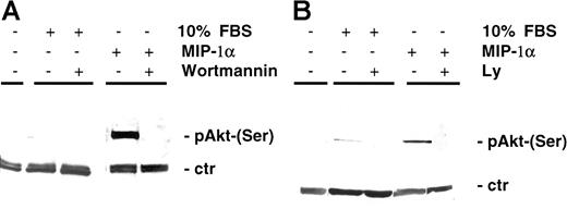 Fig. 4. MIP-1α induces AKT phosphorylation in MM cells. / (A) MM1.S cells and (B) pat MM cells were incubated with MIP-1α (100 ng/mL) for 15 minutes. Pretreatment with PI3-K inhibitor wortmannin (1 μM) or LY 294002 (50 μM) was performed for 1 hour prior to cytokine addition. Pretreatment with either wortmannin or LY 294002 yielded similar results in MM1.S and pat MM cells (data not shown). Cells were lysed, electrophoresed, and immunoblotted with antiphospho-AKT (Ser473) antibody and AKT antibody as loading control (ctr).