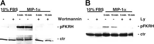 Fig. 5. MIP-1α phosphorylates FKHR, downstream target of AKT/PKB pathway in MM cells. / (A) MM1.S cells and (B) pat MM cells were incubated with MIP-1α (100 ng/mL) for 5 and 15 minutes. Pretreatment with PI3-K inhibitor wortmannin (1 μM) or LY 294002 (50 μM) was performed for 1 hour prior to cytokine treatment. Cells were lysed, electrophoresed, and immunoblotted with antiphospho-FKHR (Ser256) antibody. This mab is cross-reactive with AFX, which is constitutively expressed in MM1.S and pat MM cells and served as a loading control (ctr).