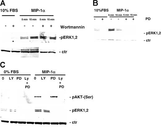 Fig. 6. Effect of MIP-1α on MEK/MAPK signaling pathways in MM cells. / (A) MM1.S cells and (B) pat MM cells were stimulated with MIP-1α (100 ng/mL) for 5 and 15 minutes. Pretreatment with 1 μM PI3-kinase inhibitor wortmannin or MEK1 inhibitor PD 98059 (50 μM) was performed for 1 hour prior to cytokine treatment. Cells were lysed, electrophoresed, and immunoblotted with antiphospho-ERK1,2 ab. β-Actin antibody served as loading control. (C) MM1.S cells were pretreated with MEK1 inhibitor PD 98059 (50 μM, 1 hour) and/or PI3-K inhibitor LY 294002 (50 μM, 1 hour), stimulated with MIP-K (100 ng/mL, 15 minutes), and subjected to Western blotting using antiphospho-AKT (Ser473) (upper blot) or antiphospho-ERK1,2 antibody (middle panel). β-Actin antibody served as loading control (ctr; lower blot).