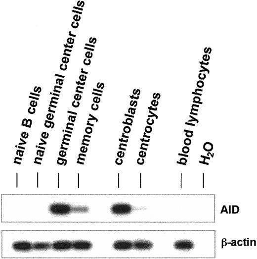 Fig. 1. Expression of AID mRNA in human germinal center B lymphocytes. / Total human B cells were fractionated by immunoaffinity purification into naive B cells (CD19+CD38−IgD+), naive germinal center cells (CD19+CD38+IgD+), germinal center cells (CD19+CD38+IgD−), memory cells (CD19+CD38−IgD−), centroblasts (CD19+CD38+CD44−), and centrocytes (CD19+CD38+CD44+). cDNA pools were synthesized from total RNA, and the cDNAs of AID (nt 328-520) and β-actin (nt 391-660) were amplified by PCR. The PCR products were separated by agarose gel electrophoresis and hybridized with internal radiolabeled oligonucleotides.