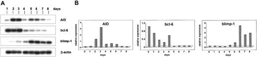 Fig. 2. Induction of AID mRNA in human naive B cells by CD40-L and IL-4. / Human naive B cells were cultivated in the presence of CD40-L and IL-4 for up to 8 days. The mRNA of AID (nt 200-520), bcl-6 (nt 248-547), blimp-1 (421-824), and β-actin (391-660) was amplified by PCR from cDNA pools, and the PCR products were separated by agarose gel electrophoresis and hybridized with an internal radiolabeled oligonucleotide (A). The mRNA of AID, bcl-6, and blimp-1 was measured by real-time PCR using a Light Cycler (Roche) with the primer pairs as above and normalized to the expression of β-actin mRNA (B).