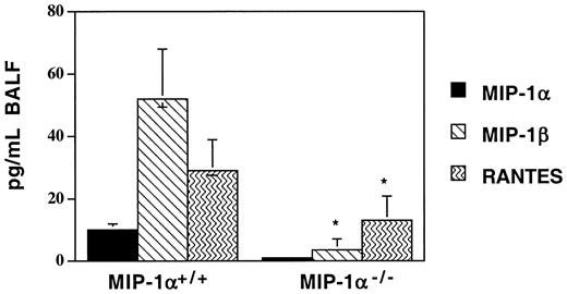 Fig. 7. Decreased expression of MIP-1β and RANTES in BAL fluid of MIP-1α−/− spleen cell recipients on day 7 after allogeneic BMT. / Protein levels of MIP-1α, MIP-1β, and RANTES were determined by ELISA. Mean values ± SD are indicated for 6 mice per group, pooled from 3 experiments. *P < .05 vs MIP-1α+/+ group.