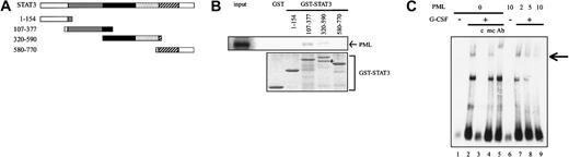 Fig. 2. PML inhibits DNA binding activity of STAT3. / (A) Functional domains of STAT3 and the structure of GST-STAT3. Gray indicates coiled-coil domain; black, DNA binding domain; dotted, linker domain; and hatched, SH2 domain. (B) In vitro binding between PML and GST-STAT3 was examined by GST pulldown assays (upper panel). Coomassie brilliant blue staining of each GST-STAT3 protein (lower panel). An arrow indicates the partially degraded product. (C) 293T cells expressing STAT3 and G-CSF-R/gp130 with or without PML were cultured in the presence or absence of 30 ng/mL G-CSF for 30 minutes. Then, nuclear extracts were isolated and subjected to EMSA. An arrow indicates the DNA binding complex including STAT3. c indicates wild-type competitor; mc, mutant competitor; Ab, anti-STAT3 Ab.