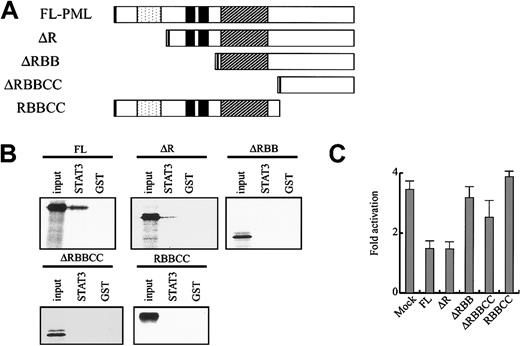 Fig. 3. PML binds to STAT3 and inhibits its activity through B-box and carboxy-terminal domains. / (A) The structure of PML mutants. Dotted indicates RING domain; filled, B1 and B2 boxes; and hatched, coiled-coil domain. (B) In vitro binding between GST-STAT3 (107-377) and PML mutants was examined by GST pulldown assays. (C) NIH3T3 cells were transfected with 4 × APRE-Luc and the effector gene indicated. IL-6–induced fold activation is indicated. The results are shown as the means ± SDs of triplicate cultures. Similar results were obtained from at least 4 independent experiments.