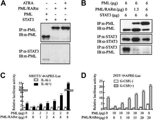 Fig. 4. PML/RARα restores STAT3 activity inhibited by PML. / (A-B) 293T cells were transfected with pEF-BOS-G-CSF-R/gp130 and the indicated amounts of expression vectors, and cultured with or without 1 μM all-trans retinoic acid (ATRA). Total cell lysates prepared after G-CSF treatment were subjected to coimmunoprecipitation analyses. (C) NIH3T3 cells were transfected with 4 × APRE-Luc and the effector genes indicated. After IL-6 stimulation, relative luciferase activities were quantitated. (D) 293T cells were transfected with pEF-BOS-G-CSF-R/gp130, 4 × APRE-Luc, and the indicated amounts of effector genes. After G-CSF stimulation, relative luciferase activities were quantitated. The results are shown as the means ± SDs of triplicate cultures. Similar results were obtained from at least 4 independent experiments.