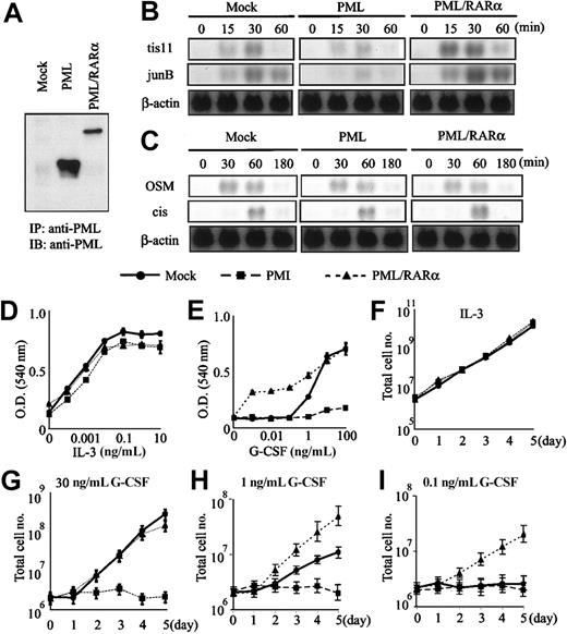Fig. 6. STAT3-dependent growth of Ba/F3 cells is inhibited by PML and augmented by PML/RARα. / PML and PML/RARα were introduced into Ba/F3 cells expressing G-CSF-R/gp130. According to the expression levels of the transgene, 5 clones in which PML or PML/RARα was expressed efficiently were selected from the respective transfectants. These 5 clones were mixed with an equal ratio to prepare the mixed clones from the respective transfectants. (A) The protein expression level of PML and PML/RARα in a representative clone of each transfectant. (B-C) The responses to IL-3 and G-CSF in a representative clone of each transfectant. After IL-3 deprivation, the cells were stimulated with 30 ng/mL G-CSF (B) or 1 ng/mL IL-3 (C). Induction levels of STAT3-responsive (B) or STAT5-responsive (C) genes were examined by Northern blot analysis. (D-I) The growth characteristics of respective transfectants were examined in 5 single-cell clones and the mixed clone. All of 5 clones and the mixed clone showed similar growth responses to IL-3 or G-CSF. ● indicates mock; ▪ PML; ▴ PML/RARα. The data obtained from the mixed clones were shown as the means ± SDs of triplicate cultures. (D-E) Dose responses to IL-3 and G-CSF were examined by MTT assays. O.D. indicates optical density. (F-I) Total cell number was counted under the culture with 1 ng/mL IL-3 (F), 30 ng/mL (G), 1 ng/mL (H), or 0.1 ng/mL (I) G-CSF.