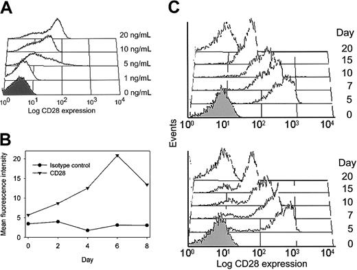 Fig. 4. CD28 induction by IL-12. / (A) CD4+CD28null clones were stimulated with anti-CD3 mAb alone or in the presence of increasing concentrations of IL-12. Histograms of a representative experiment are shown. IL-12 at 20 ng/mL was optimal to induce CD28 expression. (B) The time course for CD28 expression was analyzed by serial flow cytometric analysis of an anti-CD3 mAb/IL-12–stimulated T-cell clone. Results are expressed as mean fluorescence intensity of CD28 expression (▾) compared with the isotype control (●) at each time point. CD28 expression was maximal after 6 days of culture in IL-12. (C) To examine whether re-expression of CD28 was transient, T cells were stimulated with anti-CD3 mAb and IL-12 for 5 days and then maintained in the absence of IL-12. CD28 expression decreased again and was absent at day 20 after initial stimulation. A representative example of 3 experiments is shown for a clone (upper panel) and a line (lower panel). In all histograms, the shaded areas represent staining with an isotype control.