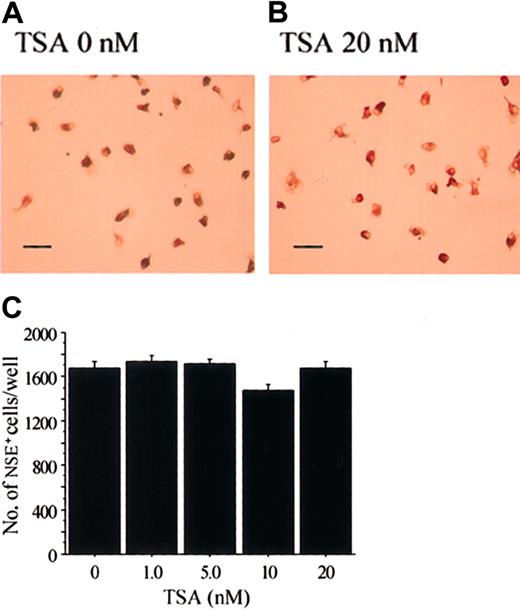Fig. 6. TSA does not affect the formation of M-CSF–induced NSE+ cells. / Demonstration of NSE+ cells in rat bone marrow culture stimulated with M-CSF in the presence (B) or absence (A) of TSA. Scale bars = 100 μm. (C) Dose effect of TSA on the formation of NSE+ cells in stroma-free rat bone marrow culture. Stroma-free bone marrow cells were cultured in the presence of hM-CSF (1 ng/mL) for 4 days. Various concentrations of TSA were added after 24 hours of incubation. The cells were then fixed and stained for NSE (A-B), and the number of NSE+ cells was counted in each well (C). Each bar represents the mean ± SEM of quadruplicate cultures.