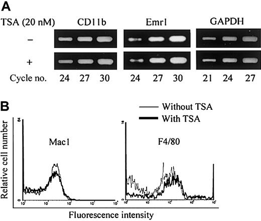 Fig. 7. TSA does not affect the expression of macrophage-associated phenotypes in mouse bone marrow culture. / (A) RT-PCR analysis of mouse bone marrow macrophage (mBMMs) formed in the presence or absence of TSA. (B) FACS analysis of surface markers Mac-1 and F4/80 of mBMMs formed in the presence or absence of TSA. Mouse whole bone marrow cells were cultured in the presence of hM-CSF (50 ng/mL) with or without TSA (20 nM) for 3 days. Total RNA was prepared and analyzed by RT-PCR (A). Adherent cells were harvested and stained with anti-F4/80 or FITC-conjugated anti–Mac-1 antibody (B).