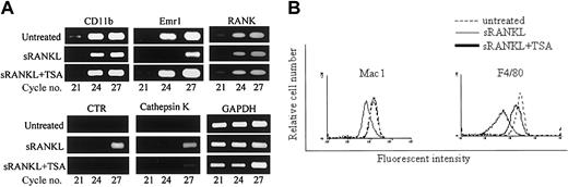 Fig. 9. TSA inhibits the expression of CTR and cathepsin K but not CD11b or F4/80 in RAW-D cells stimulated with sRANKL. / (A) Effect of TSA on the expression of various mRNAs of RAW-D cells stimulated with sRANKL. RAW-D cells were cultured with sRANKL in the presence or absence of TSA (10 nM), and total RNA was prepared. Semiquantitative RT-PCR was used to assess the changes in the expression of various genes. cDNA was amplified for the number of PCR cycles indicated and visualized on agarose gels with ethidium bromide. GAPDH levels were used for comparison. (B) FACS analysis of RAW-D cells. RAW-D cells were treated with sRANKL for 3 days in the presence or absence of TSA (10 nM). TSA was added after 24 hours of incubation. Cells were then stained with antimouse Mac-1 or F4/80 antibodies and analyzed by FACS.