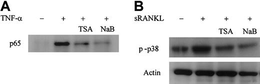 Fig. 11. TSA and NaB affect NF-κB and p38 MAPK signaling pathways in RAW-D cells. / . (A) TSA or NaB suppresses the nuclear translocation of NF-κB p65 in RAW-D cells stimulated with TNF-α. RAW-D cells were treated without or with TSA (100 nM) or NaB (1 mM) for 24 hours, followed by treatment with TNF-α for 30 minutes. Nuclear extracts were prepared and analyzed by Western blotting using NF-κB p65 antibody. (B) TSA or NaB suppresses activation of p38 MAPK in RAW-D cells stimulated with sRANKL. RAW-D cells were preincubated with or without TSA (100 nM) or NaB (1 mM) for 24 hours and stimulated with sRANKL (100 ng/mL) for 30 minutes. Whole-cell lysates were prepared and analyzed by Western blotting using phosphorylated p38 MAPK antibody. The bottom lane indicates equal loading of protein probed for actin antibody.