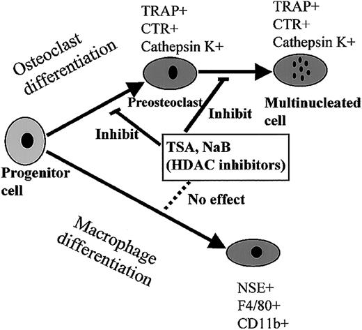 Fig. 12. Effect of HDAC inhibitors on the differentiation into osteoclasts and macrophages. / HDAC inhibitors suppressed the processes of osteoclast differentiation, POC formation, as well as MNC formation, whereas they did not affect macrophage differentiation.