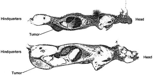 Fig. 1. Whole body autoradiography of Raji and Ramos tumor-bearing nude mice injected with 111In-2IT BAD anti-CD22 (HB22.7). / Mice were killed and autoradiographed 48 hours after injection. Upper image is Raji-tumor mouse; lower image is Ramos-tumor mouse.