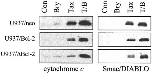Fig. 3. Cotreatment with bryostatin 1 dramatically overcomes protection of Bcl-2 against paclitaxel-induced mitochondrial dysfunction. / U937/neo, U937/Bcl-2, and U937/ΔBcl-2 cells were treated with paclitaxel (10 nM) with or without bryostatin 1 (10 nM) for 24 hours. Cytosolic expression of cytochrome c and Smac/DIABLO was monitored by Western analysis as described under “Materials and methods.” Blots were reprobed for actin to ensure equal loading and transfer of protein (data not shown). Two additional studies yielded equivalent results.