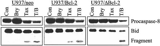 Fig. 4. Cotreatment of bryostatin 1 and paclitaxel induces equivalent caspase-8 activation and Bid cleavage in parental and cells ectopically expressing Bcl-2 and ΔBcl-2. / U937/neo, U937/Bcl-2, and U937/ΔBcl-2 cells were treated with paclitaxel (10 nM) with or without bryostatin 1 (10 nM) for 24 hours. Cleavage of procaspase-8 and Bid was detected by Western analysis as described in “Materials and methods.” Blots were reprobed for actin to ensure equal loading and transfer of protein. Two additional experiments yielded identical results.