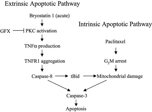 Fig. 12. Model of bryostatin 1/paclitaxel interactions. / Acute exposure of leukemic cells to bryostatin 1 stimulates TNF-α production through a PKC-dependent mechanism and, in so doing, engages the extrinsic apoptotic pathway. However, activation of caspase-8 through this mechanism is insufficient, by itself, to trigger cell death. When leukemic cells are exposed to paclitaxel, mitochondrial dysfunction and cytochrome c release occur, resulting in a limited degree of caspase activation and cell death. The latter events are strikingly amplified by bryostatin 1–mediated activation of the extrinsic pathway. Finally, paclitaxel-mediated arrest of cells in G2M, where they are more sensitive to TNF-α–related lethality, contributes to the marked potentiation of cell death.