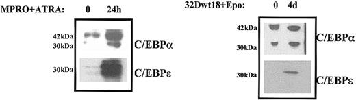 Fig. 2. Western blot analysis of C/EBPα and C/EBPε expression during myeloid differentiation. / Left panel: Western blot analysis was performed using whole cell extracts prepared from uninduced (0) and ATRA-induced (24 h) MPRO cells. The blots were probed with C/EBPα and C/EBPε antibodies. Right panel: Western blot analyses were performed on whole cell extracts prepared from uninduced (0) or Epo-induced (4 d) 32Dwt18 cells. The blots were probed with C/EBPα and C/EBPε antibodies as outlined in “Materials and methods.” The molecular weights of the proteins are indicated in kilodaltons.