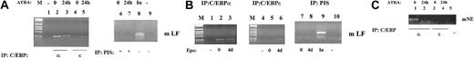 Fig. 3. Chromatin immunoprecipitation (ChIP) analysis of C/EBPα and C/EBPε during myeloid differentiation. / (A) Chromatin immunoprecipitations were performed from uninduced (0) and ATRA-induced (24 h) MPRO cells using antibodies specific for C/EBPα (lanes 2-3) and C/EBPε (lanes 4-5), a no-antibody control (−) (lanes 1,9), and preimmune serum controls (PIS) (lanes 6-7). The precipitated chromatin was analyzed using primers specific for the murine LF (mLF) C/EBP site. Input mLF chromatin (1:10 dilution) is represented in lane 8. (B) ChIP analysis was performed using uninduced (0) and 4-day Epo-induced (4d) 32Dwt18 cells and antibodies specific for C/EBPα (lanes 2-3) and C/EBPε (lanes 5-6), no-antibody controls (lanes 1, 4, and 10), and preimmune serum (PIS) controls (lanes 7-8). Precipitated chromatin was analyzed using primers for the murine LF (mLF) promoter. Input mLF chromatin (1:10 dilution) is represented in lane 9. M indicates molecular weight markers. (C) ChIP analysis of uninduced (0) and ATRA-induced (24 h) MPRO cells using C/EBPα antibodies (lanes 1-2), C/EBPε antibodies (lanes 3-4), and a no-antibody control (lane 5). Precipitated chromatin was analyzed by PCR using primers specific for murine neutrophil elastase (mNE). Each ChIP experiment was performed 2 to 3 times. All PCR products were subcloned and sequenced by dideoxy method to confirm their identities.
