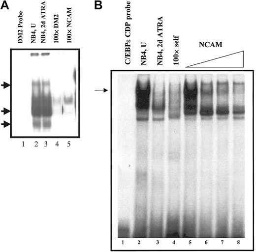 Fig. 7. Persistent binding of CDP/cut to CDP/cut site in the LF promoter. / (A) Electrophoretic mobility shift analysis was carried out using32P-labeled double-stranded oligos encoding the CDP/cut site in the LF promoter (DM2 probe, lane 1). Addition of nuclear extracts prepared from uninduced (NB4, U, lane 2) and 48-hour ATRA-induced (NB4, 2d ATRA, lane 3) NB4 cells resulted in the formation of specific protein-DNA complexes (arrows), which were specifically competed away by the addition of a 100-fold molar excess of unlabeled self (lane 4, 100 × DM2), or known CDP/cut binding oligos (ie, NCAM; lane 5). (B) Binding of CDP/cut to the C/EBPε promoter. EMSA analysis was carried out using 32P-labeled double-stranded oligos encoding the CDP/cut site in the C/EBPε promoter. Addition of nuclear extracts prepared from uninduced (NB4, U, lanes 2,5) and 48-hour ATRA-induced (NB4, 2d ATRA, lane 3) NB4 cells resulted in the formation of specific protein-DNA complex (arrow), which was specifically competed away by the addition of a 100-fold molar excess of unlabeled self (lane 4, × 100 DM2), or by the addition of increasing concentrations of a known CDP/cut binding site (ie, NCAM; lanes 6-8).
