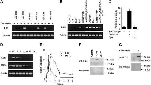 Fig. 1. Mast cells produce IL-25 upon activation via IgE receptors. / (A) Mast cells express IL-25 mRNA upon activation. TH0 cells and TH2 cells were stimulated with plate-bound anti-CD3 antibody at 37°C for one hour. Splenic B cells and M12.4.5 cells were stimulated with LPS (1 μg/mL) for one hour. BMMCs were incubated with anti-DNP IgE for 2 hours and then surface IgE was cross-linked with DNP-HSA for 1 hour. CFTL-15 cells were stimulated with A23187 (500 ng/mL) + PMA (100 ng/mL) for one hour. Total cellular RNA was prepared from these cells, and RT-PCR for IL-25 and β-actin (as a control) mRNA was performed. Preliminary experiments revealed that the peak of IL-25 mRNA expression in anti-CD3–stimulated TH2 cells was one hour after stimulation. Shown are representative data from 5 independent experiments. (B) Cyclosporin A inhibits IL-25 mRNA induction in mast cells. BMMCs were stimulated with the following stimuli for one hour: IL-3 (10 ng/mL), SCF (10 ng/mL), LPS (1 μg/mL), anti-DNP IgE, anti-DNP IgE + DNP-HSA, A23187 (500 ng/mL), PMA (100 ng/mL), and A23187 + PMA. Where indicated, cyclosporin A (CyA) was added at 1 μg/mL. RT-PCR analysis for IL-25 and β-actin mRNA was performed as described in “Study design.” Shown are representative data from 4 independent experiments. (C) Real-time PCR analysis for the effect of cyclosporin A. BMMCs were incubated with anti-DNP IgE alone or anti-DNP IgE + DNP-HSA for one hour in the presence or absence of cyclosporin A (1 μg/mL). Real-time PCR analysis for IL-25 as well as GADPH (as a control) mRNA was performed, and the levels of IL-25 mRNA were normalized to the levels of GADPH mRNA. Data are means ± SD from 4 experiments. *Significantly different from the mean value of control responses (without cyclosporin A); P < .01. (D) Kinetics of IL-25 mRNA expression upon activation. BMMCs were incubated with anti-DNP IgE and then surface IgE was cross-linked with DNP-HSA. At indicated times after IgE cross-linking, total cellular RNA was prepared and RT-PCR for IL-25, TNF-α, and β-actin mRNA was performed. Shown are representative data from 4 independent experiments. (E) Real-time PCR analysis of IL-25 and TNF-α mRNA expression. Similar to panel D, BMMCs were stimulated with anti-DNP IgE + DNP-HAS, and total cellular RNA was prepared at indicated times after stimulation. Real-time PCR analysis for IL-25 (○) and TNF-α (●) as well as for GADPH (as a control) mRNA was performed. The levels of IL-25 or TNF-α mRNA were normalized to the levels of GAPDH mRNA. Data are means ± SD from 4 experiments. (F) Detection of IL-25 at protein levels. COS7 cells were transiently transfected with IL-25 expression vector (pME18S–IL-25) or control vector (pME18S), and these cell lysates as well as recombinant IL-17 (0.5 μg, Endogen, Woburn, MA) were subjected to immunoblotting with rabbit antisera to murine IL-25 or preimmune rabbit serum. (G) Mast cells release IL-25 upon activation. BMMCs were stimulated with and without A23187 + PMA for 3 hours. Culture supernatant was collected by centrifugation, concentrated with Microcon, separated on 12% SDS gel, and blotted with rabbit antisera to IL-25 or with preimmune rabbit serum. Shown is a representative blot from 4 independent experiments.