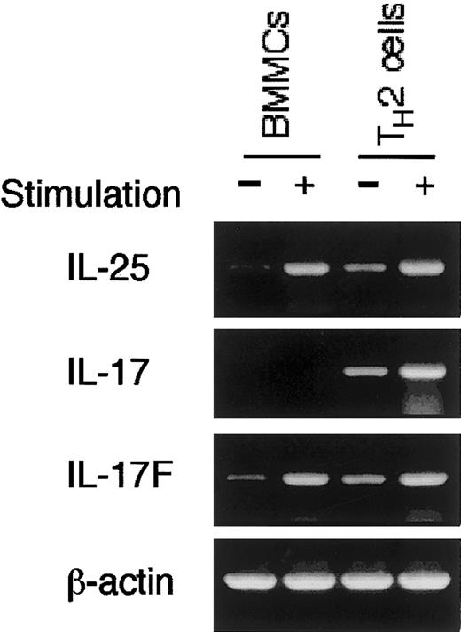 Fig. 2. Mast cells produce IL-25 and IL-17F but not IL-17. / BMMCs were stimulated with anti-DNP IgE + DNP-HSA and TH2 cells were stimulated with anti-CD3 antibody as described in Figure 1A. RT-PCR analysis for IL-25, IL-17, and IL-17F mRNA was performed. Shown are representative data from 4 independent experiments.