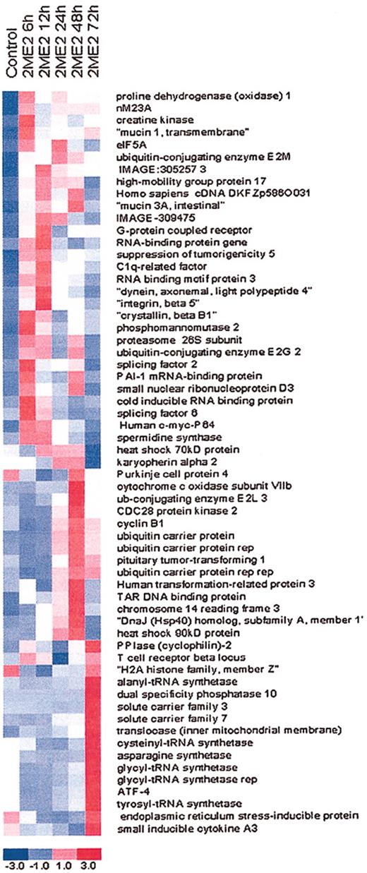 Fig. 1. Hierarchical clustering of gene expression data. / MM.1S cells were treated with 3 μM 2ME2 for the indicated times and subjected to oligonucleotide array analysis. The data were then analyzed using DNA-Chip analyzer (DChip); 61 genes are induced in response to 2ME2 treatment at indicated time intervals. Each row represents a gene. The expression index is standardized genewise to have mean 0 and standard deviation 1 (−3.0, blue to +3.0, red).