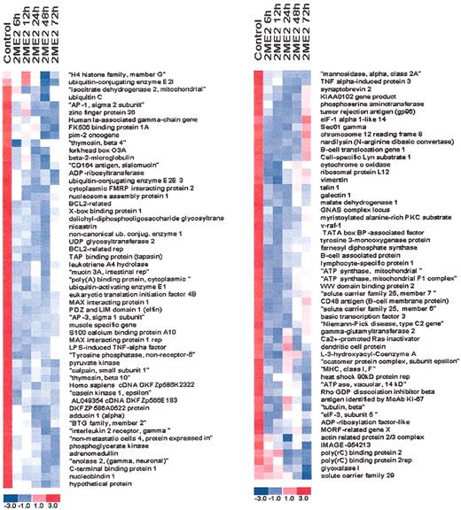 Fig. 2. Hierarchical clustering of gene expression data. / MM.1S cells were treated with 3 μM 2ME2 for the indicated times and subjected to oligonucleotide array analysis. The data were then analyzed using DChip; 109 genes are suppressed in response to 2ME2 treatment at indicated time intervals. Each row represents a gene. The expression index is standardized genewise to have mean 0 and standard deviation 1 (−3.0, blue to +3.0, red).
