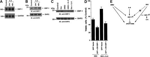 Fig. 4. Effect of IL-6 on XBP-1 expression and its functional significance. / MM.1S cells were treated with IL-6 (10 ng) for the indicated times. (A) Total cellular RNA was subjected to Northern blot analysis. Data shown is representative of 3 independent experiments with similar results. (B) Total cell lysates were separated by 12.5% SDS-PAGE and analyzed by immunoblotting (IB) with anti–XBP-1 (upper panel) or anti-SHP2 (lower panel) Abs. (C) Total cell lysates from Dex-, 2ME2-, Dex + IL-6, or 2ME2 + IL-6–treated MM.1S cells were separated by 12.5% SDS-PAGE and analyzed by immunoblotting (IB) with anti–XBP-1 (upper panel) or anti-SHP2 (lower panel) Abs. (D) Effect of overexpression of dominant-negative XBP-1 (DN-XBP-1) in MM.1S cells. Cells were transiently transfected with cDNA expression construct containing green fluorescence protein (GFP) alone or with dominant-negative XBP-1 (DN-XBP-1). Following transfections, GFP-positive cells were selected by flow cytometry, treated with Dex (5 μM) or Dex + IL-6 (10 ng) for 48 hours, and analyzed for cell viability by MTT assay. Median viability was 53% for Dex in GFP-transfected cells and 32% for GFP + DN-XBP-1–transfected cells (P < .005, n = 3; mean ± SD of 3 independent experiments. Error bars indicate SD.) (E) Schematic representation of the role of XBP-1 in 2ME2-induced apoptosis and overcoming Dex resistance, as well as in IL-6–mediated protective effect against Dex. Arrows indicate the flow of signal; ×, no effects.