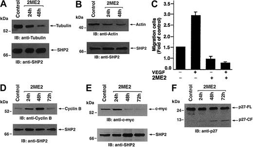 Fig. 5. Effect of 2ME2 on cytoskeleton and cell cycle regulatory proteins. / MM.1S cells were treated with 3 μM 2ME2 for the indicated times. (A-B) Total cell lysates were separated by 12.5% SDS-PAGE and analyzed by immunoblotting (IB) with antitubulin or antiactin Abs (upper panels) or anti-SHP2 (lower panels) Abs. (C) 2ME2 affects VEGF-induced migration of MM.1S cells. MM.1S MM cells were treated with rVEGF (10 ng) for 24 hours, followed by exposure to 3 μM 2ME2 and analysis in a transwell migration assay. (D-F) Total cell lysates were separated by 12.5% SDS-PAGE and analyzed by immunoblotting (IB) with anti–cyclin B or anti–c-myc, or anti-p27 Abs (upper panels) or anti-SHP2 (lower panels) Abs. FL indicates full length; CF, cleaved fragment.