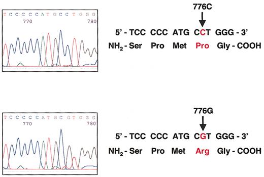 Fig. 1. The TC Pro259Arg polymorphism is a C-to-G substitution at nucleotide 776. / (Top) Sequence analysis of the TC gene in one individual homozygous for the wild-type 776CC genotype that encodes proline at codon 259. (Bottom) Sequence analysis of the TC gene in one individual homozygous for the 776GG genotype that encodes arginine at codon 259.