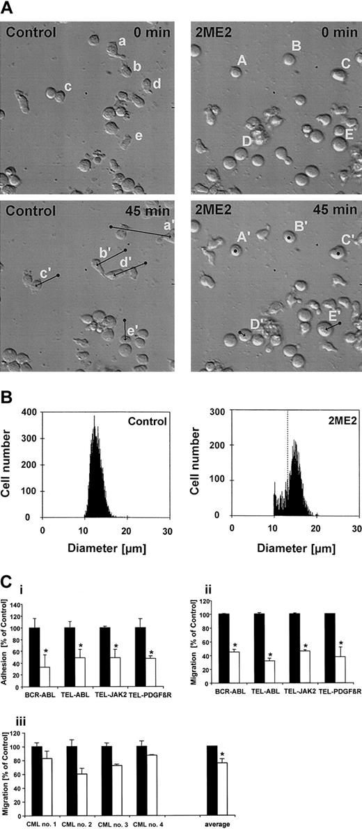 Figure 3. 2ME2 alters morphology, adhesion, and motility of cells transformed with tyrosine kinase oncogenes. (A) The motility of individual cells was determined by time-lapsed video microscopy (original magnification, × 20). Ba/F3 cells transformed with BCR-ABL were either pretreated for 150 minutes with the solvent DMSO (control) or with 5 μM 2ME2. Cells were then monitored for 45 minutes and typical cells were marked by lowercase (control) or capital (2ME2) letters at the beginning (A-E; a-e) and the end (A′-E′; a′-e′) of the time period. The arrows indicate the centroid movement of typical cells (bottom panels). (B) The cell size of BCR-ABL—transformed Ba/F3 cells was determined before (control, left panel) or after 2ME2 treatment (2ME2, right panel) using a Coulter particle counter. Dashed line indicates peak position of the control. (Ci-ii) Ba/F3 cells transformed with BCR-ABL, TEL-ABL, TEL-JAK2, or TEL-PDGFβR were treated either with the solvent DMSO (▪) or with 5 μM 2ME2 (□). The adhesion of calcein-labeled cells to fibronectin (i) or transwell migration (ii) was measured after a 4-hour pretreatment with DMSO or 2ME2. The data are presented as percentage of DMSO-treated cells (n = 4). (iii) CML cells were pretreated for 2 hours either with 20 μME2(▪) or with 20 μM 2ME2 (□), and the transwell migration was measured after 1 hour. The data are presented individually as percentage of E2-treated cells (n = 2) as well as the average of 4 independent experiments. Values represent means ± SEM. *Significant differences (P < .05) were observed between 2ME2 and control-treated cells.
