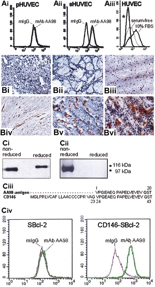 Figure 1. AA98 antigen expression analyses and identification of the AA98 antigen as CD146. (A) Flow cytometry analysis of AA98 antigen expression on HUVECs. (Ai) AA98 antigen is not detectable on primary HUVECs (pHUVEC) immediately after isolation. (Aii) mAb AA98 recognizes its antigen on the stimulated HUVECs (sHUVEC) cultured in conditioned medium from hepatocarcinoma SMMC 7721 cells. (Aiii) An increase in mAb AA98 immunoreactivity is detected on primary HUVECs cultured in the presence of 10% FBS and is decreased after shifting the cells to serum-free medium for at least 12 hours. (B) Immunohistochemical analysis of the AA98 antigen on frozen sections from human tumor and normal tissues. AA98 antigen is readily detectable in tumor neovasculature of hepatocarcinoma (Bii), thyroid tumor (Biv), and brain tumor (Bvi), whereas there was no significant mAb AA98 staining in corresponding normal tissue, such as liver (Bi), thyroid (Biii), and brain (Bv). Original magnification, × 200. (C) Characterization, purification, and identification of the AA98 antigen as CD146. (Ci-ii) Western blot analysis of cell surface—biotinylated proteins of HUVECs immunoprecipitated by mAb AA98, separated under nonreducing or reducing conditions by SDS-PAGE, and detected by either HRP-conjugated streptavidin (Ci) or mAb AA98 followed by HRP-conjugated anti—mouse IgG (Cii). Positions of molecular-weight standard marker proteins are shown at the right margin. (Ciii) Comparison of the first 20 amino acids of AA98 antigen with the amino acid sequence of human CD146. The first 20 amino acid residues of AA98 antigen are identical to the amino acid sequence of positions 24 to 43 of the human CD146 protein (Swissprot accession P43121). (Civ) Flow cytometric analysis shows the binding of mAb AA98 to stably CD146-transfected SBcl-2 cells (CD146-SBcl-2) but not to parental CD146-SBcl-2 cells.