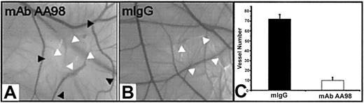 Figure 3. mAb AA98 inhibits angiogenesis in CAM assays. (A-B) CAM angiogenesis assays showing an almost avascular area in the CAM where the disk carrying 10 μg mAb AA98 was implanted and incubated for 24 hours (A). Normal vascularized CAMs were observed with 10 μg mIgG for 24 hours (B). White arrowheads point to implanted disk, and black arrowheads indicate the borders of the almost avascular area. (C) The number of small branching capillaries was counted within a defined area of 72 mm2surrounding the implanted disk. In each group, 10 embryos were used and the data represent the mean values (± SEM).