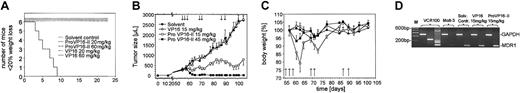 Figure 8. Toxicity and antitumor response following ProVP16-II therapy in mice. A/J mice (n = 6) were injected intraperioteoneally with ProVP16-II (20 and 60 mg/kg) and VP16 (20 mg/kg) on days 1, 3, 5, 7, 9, and 11 and with VP16 (60 mg/kg) on days 1, 3, and 5 (A). The body weight was determined for each animal over time and calculated as percent of total weight observed on day 0. An event as indicated by Kaplan-Meier plots is defined by loss of body weight of more than 20%. The antitumor effect of ProVP16-II therapy was determined in a multidrug-resistant xenograft model (B-C). SCID mice (n = 7) were injected subcutaneously with 5 × 106 MOVP-3 cells, and primary tumors of 250 mm3 average size were established 55 days after inoculation. Treatment consisted of intraperitoneal injections with ProVP16-II (45 and 15 mg/kg), VP16 (15 mg/kg), and solvent on days 55, 57, 59, 69, 71, 87, and 90 after tumor cell inoculation. Tumor growth was monitored by microcaliper measurements and tumor size was calculated as described in “Materials and methods” (B). Differential findings between experimental groups of animals treated with ProVP16-II (45 and 15 mg/kg) and control groups (solvent and VP16) were statistically significant (P < .001 after day 63) (B). The body weight of treated animals was determined over time and calculated as percent of body weight on day 57 (C). At the end of the treatment experiment, remaining subcutaneous tumors were removed and analyzed by RT-PCR for gene expression of MDR-1 except from mice treated with 45 mg/kg with no residual tumor. Representative signals of one tumor of each group is depicted and compared with MDR-1—expressing VCR-100 cells used as a positive control. The presence of 229- or 127-bp signals indicate expression of MDR-1.