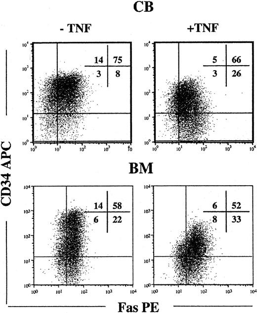 Figure 2. Up-regulation of Fas expression on candidate human HSCs in response to in vitro cycling. CD34+ CB and BM cells were cultured in SF medium supplemented with SFT3 for 5 days in the absence or presence of TNF. Lin- cells were gated and investigated for coexpression of CD34 and Fas. Flow profiles are from one representative experiment of CB and BM, respectively, whereas percentages in quadrants represent mean values from 3 independent experiments of CB and BM, respectively.