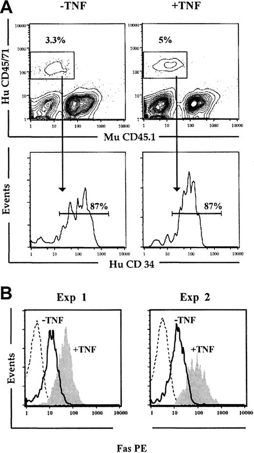 Figure 4. In vivo cycling up-regulates Fas expression on Lin-CD34+ CB cells. Freshly isolated CD34+ CB cells were transplanted into irradiated NOD-SCID mice that subsequently received 3 injections of PBS (-TNF) or 5 μg TNF (+TNF) 24, 64, and 96 hours after transplantation. (A) At 24 hours after the last injection (day 5), mice were killed, and the BM was analyzed for human (HuCD45/71) engraftment. Samples were also stained with murine CD45.1 (MuCD45.1) to distinguish murine and human cells. Cells positive for HuCD45/71 were analyzed for coexpression of HuCD34. Results shown are from 1 of 2 experiments. (B) Engrafted human cells coexpressing CD34 and lacking expression of lineage antigens (Lin-CD34+) were gated and investigated for Fas expression. Broken lines represent engrafted Lin-CD34+ cells stained with isotype control Ab; solid lines, Fas expression on Lin-CD34+ cells from mice injected with PBS; and filled histograms, Fas expression on Lin-CD34+ cells from mice treated with TNF. Results from 2 independent experiments are shown.
