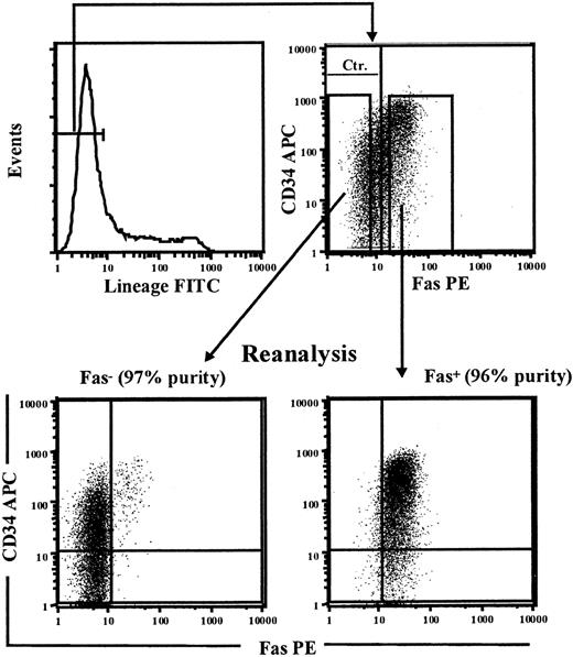 Figure 5. Sorting of Fas+ and Fas- candidate HSCs. CD34+ CB cells were cultured in SF medium supplemented with SFT3 for 5 days before being stained with FITC-conjungated antilineage Abs (CD3, CD14, CD15, CD19, CD20, CD56, CD66b, and glycophorin A), anti-Fas–PE, and anti-CD34–APC. Lin-Fas- and Lin-Fas+ cells were sorted on a FACSVantage and analyzed for purity as indicated (numbers in parenthesis indicate purity of sorted populations with regard to Fas expression). One experiment representative of 3 is shown.